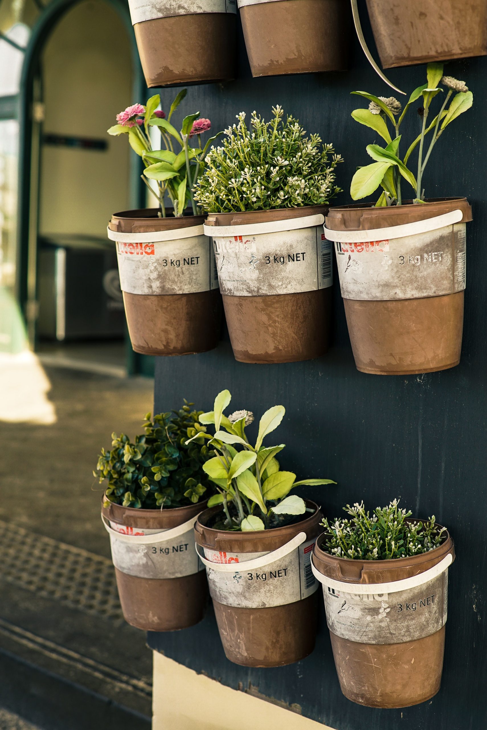 Herbs Every Witch Should Grow